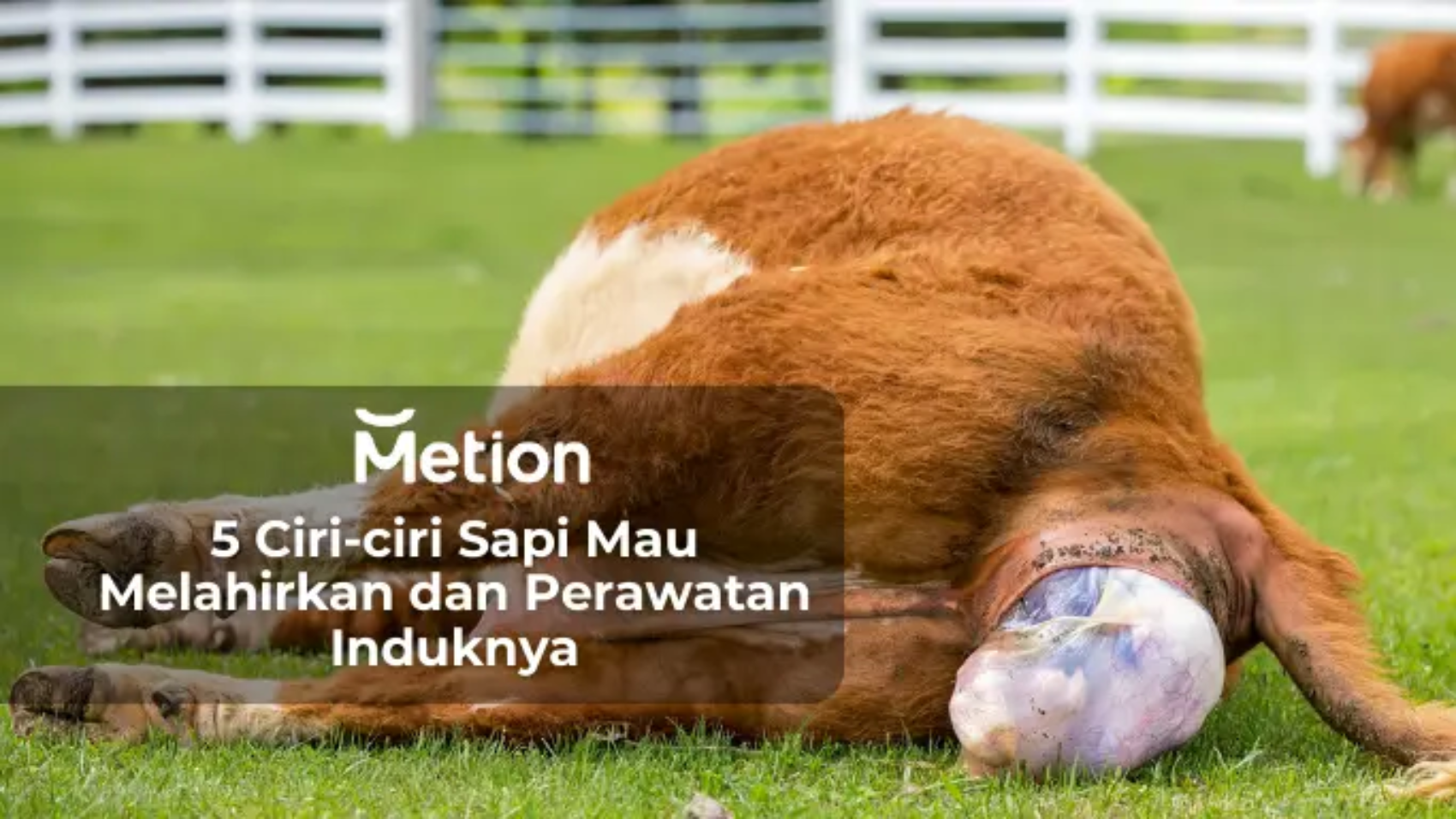 ciri-ciri sapi mau melahirkan dan perawatan induk sapi setelah melahirkan