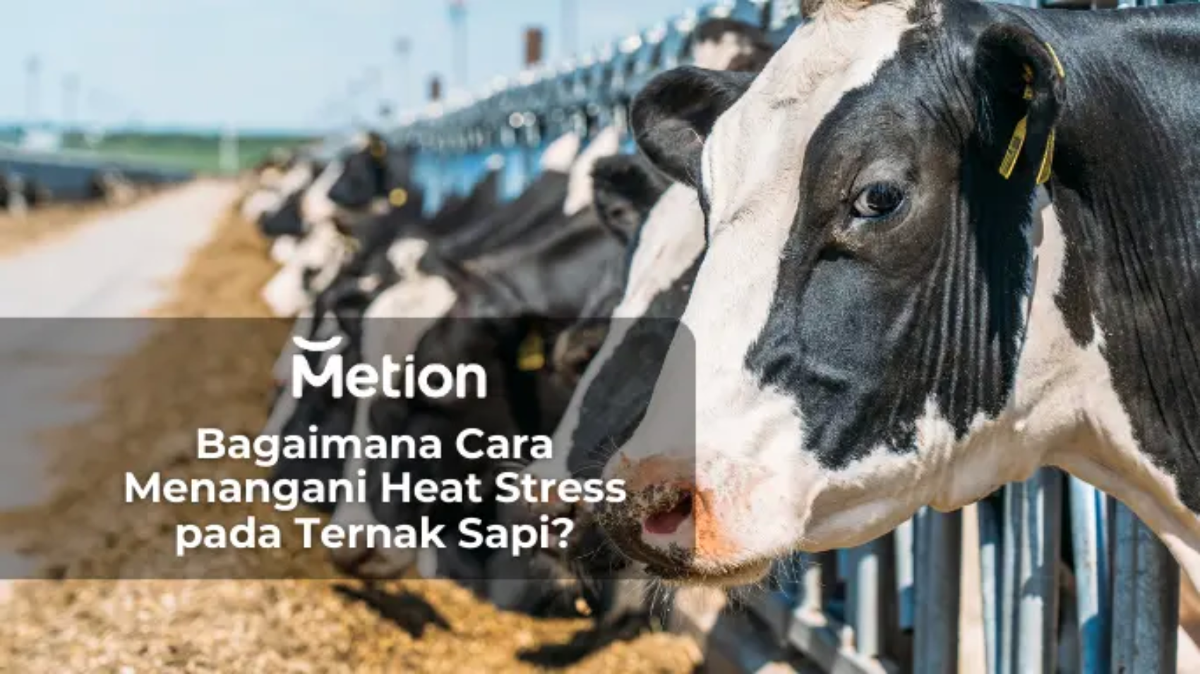 Heat Stress pada Ternak Sapi