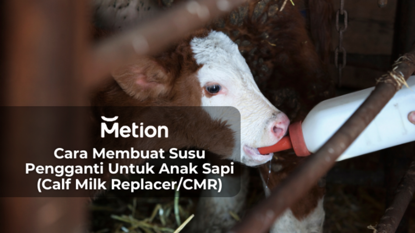 Cara Membuat Susu Pengganti Untuk Anak Sapi