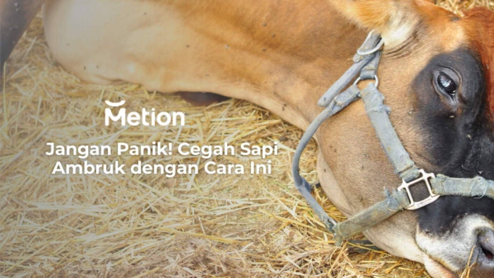 cara mencegah sapi ambruk
