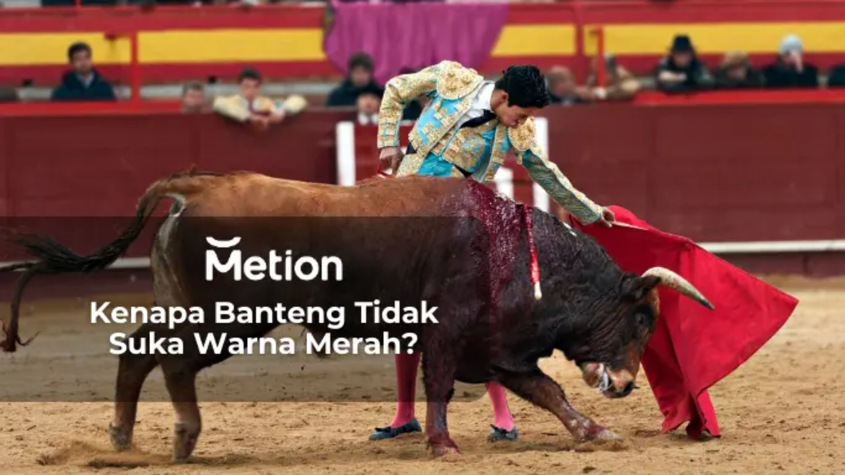 Kenapa Banteng Tidak Suka Warna Merah?