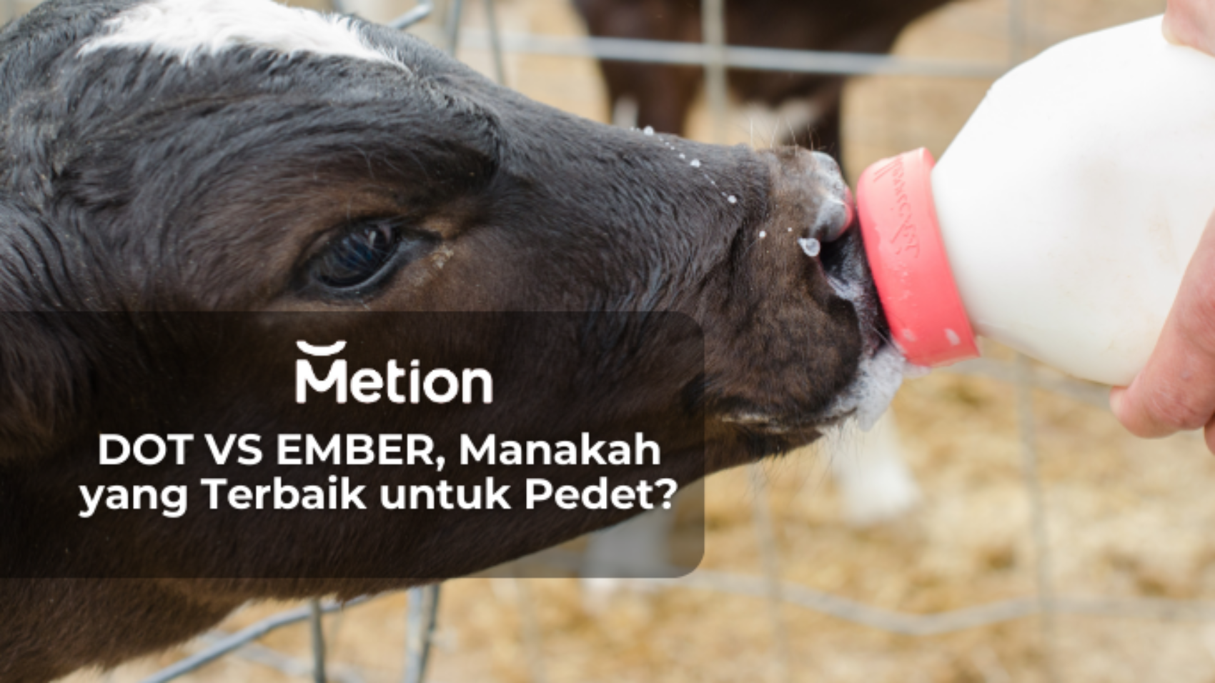 Dot Pedet