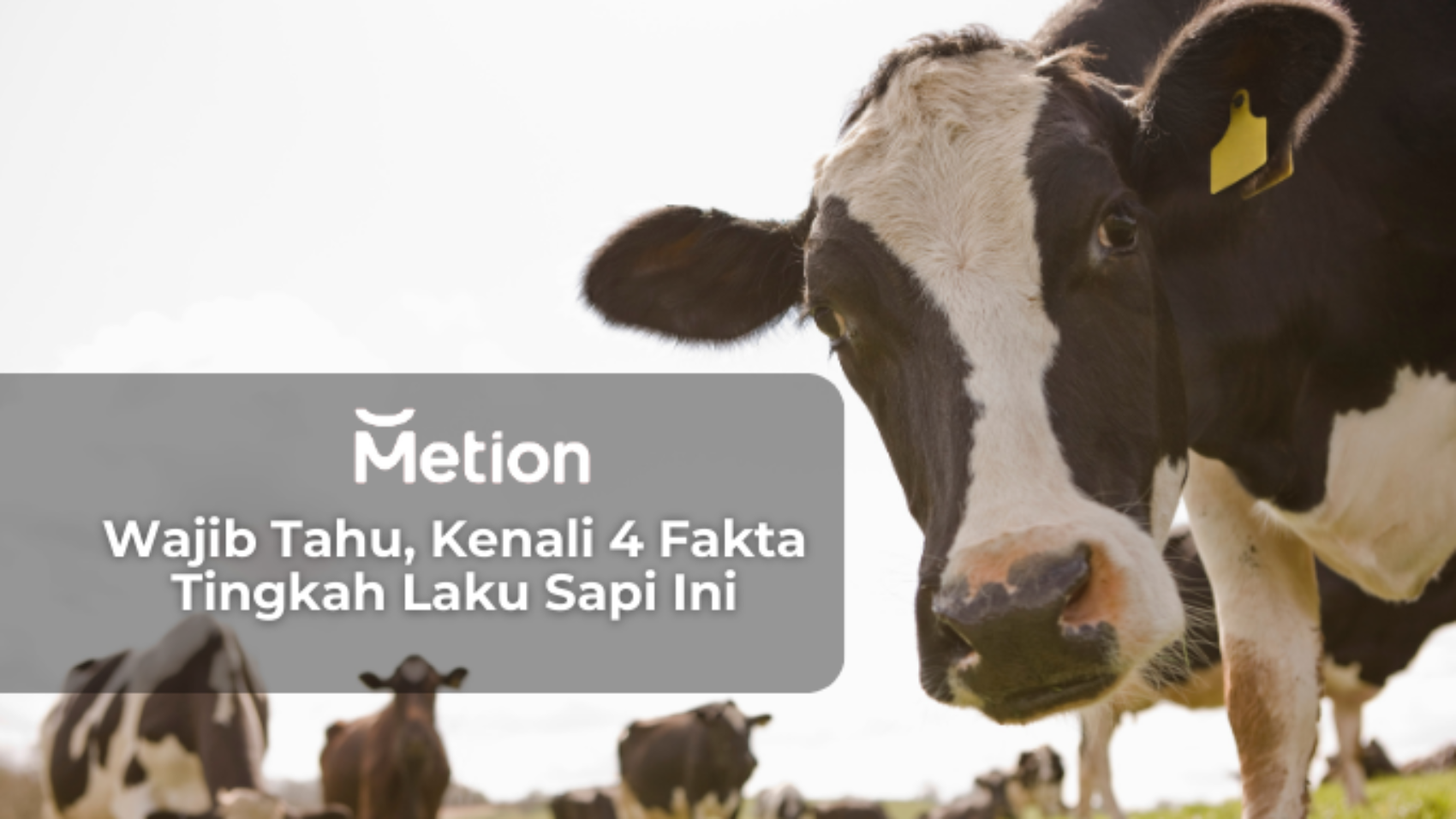 Tingkah Laku Siapa
