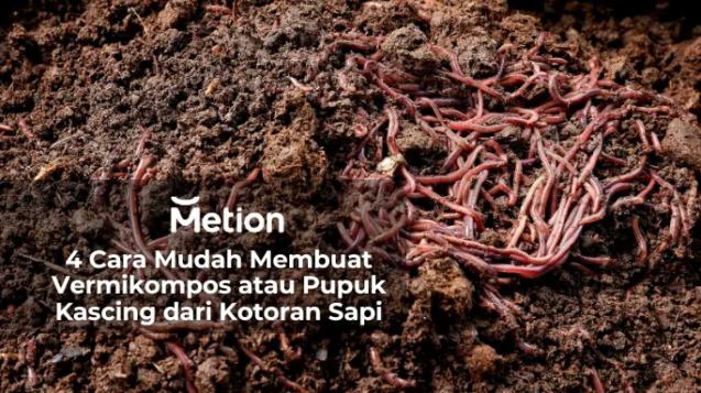 4 Cara Mudah Membuat Vermikompos atau Pupuk Kascing dari Kotoran Sapi