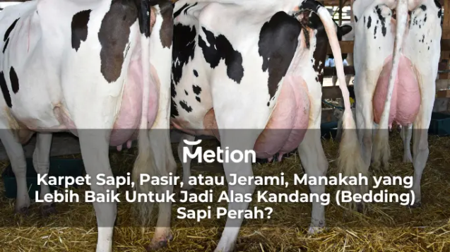bedding atau alas kandang sapi perah
