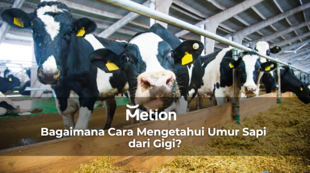 Bagaimana cara mengetahui umur sapi dari gigi