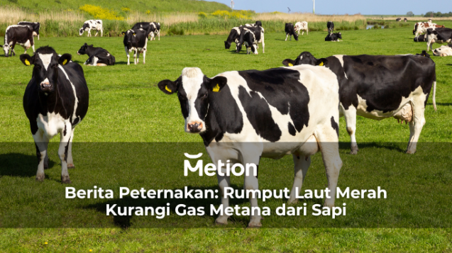 Berita Peternakan: Rumput Laut Merah Kurangi Gas Metana dari Sapi